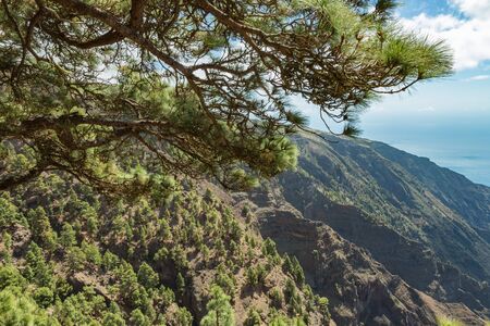 Mirador de Las Playas located in pine tree forest on El Hierro island. Spectacular views from the point above the clouds. Canary islands, Spainの写真素材