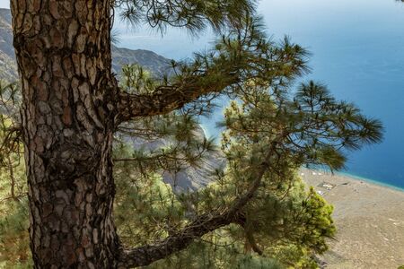 Mirador de Las Playas located in pine tree forest on El Hierro island. Spectacular views from the point above the clouds. Canary islands, Spainの写真素材