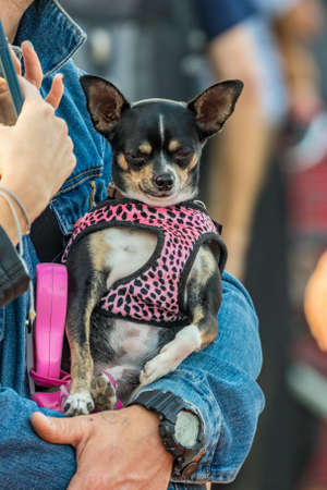 SANTA CRUZ DE TENERIFE, SPAIN - FEBRUARY 25, 2020: Around the Coso parade - along the Avenida de Anaga, official end of Carnival. Amazing warm evening, joyful people in carnival costumes have fun.のeditorial素材
