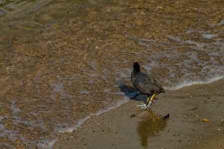 The American coot - Fulica americana, or mud hen or pouldeau standing in the shore of Lake Como in...