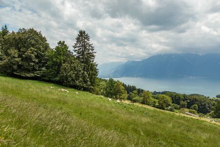 A Path Surrounded by dense green forest in Mont Pelerin, Switzerland. well-fed Swiss cows graze in green meadows. Mont Pelerin is a mountain of the Swiss Plateau, overlooking Lake Geneva.の写真素材