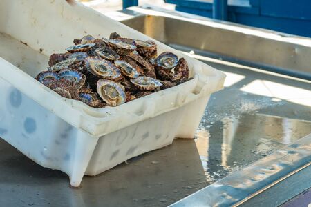 Small private seafood market. On the counter is a white plastic tray with fresh, wild Lapas - Platella Vulgata, caught in the early morning. Old port, historical part of Puerto Cruz. Tenerife, Spain.の写真素材