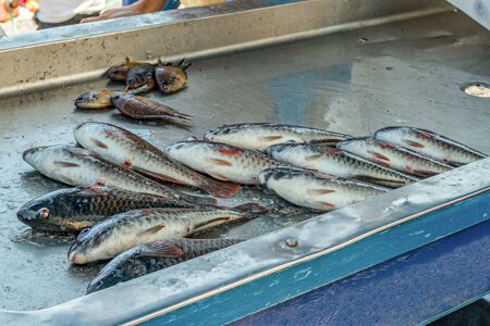 Small private seafood market. On the counter is a fresh wild parrotfish - Vieja caught in the early morning. Gentle warm sunny day. Old port, historical part of Puerto Cruz. Tenerife, Spain.の写真素材