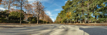 Colourful autumn trees with yellow leafs in the Retiro Park in Madrid, Spain.