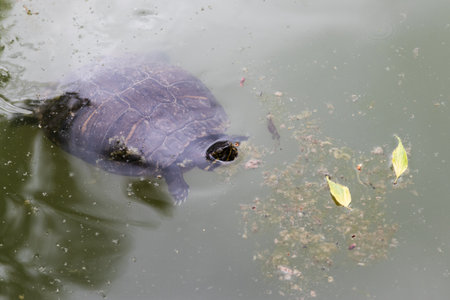 A turtle swimming in a pond with floating leaves and debris.