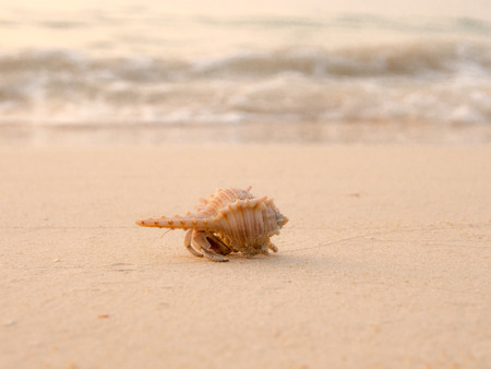 yellow hermit crab