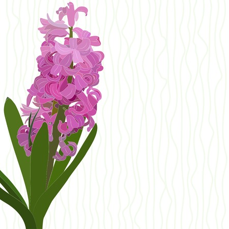 Illustration on the theme of spring flowers. Pink Hyacinth is on striped background.のイラスト素材