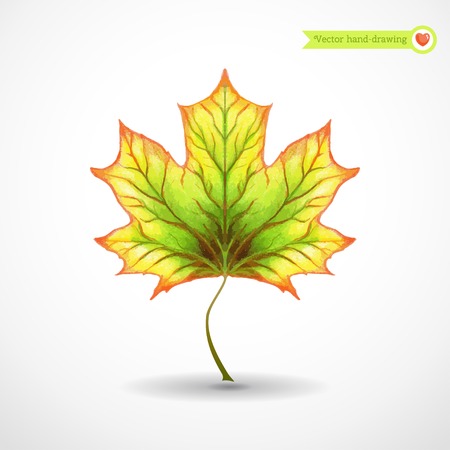 Autumn maple leaf. Vector element for your design. Hand drawing watercolor colored pencils.のイラスト素材