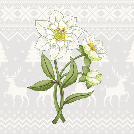 Vector element for design with hellebore flowers on norwegian ornament. Seamless background. Christmas collection.のイラスト素材