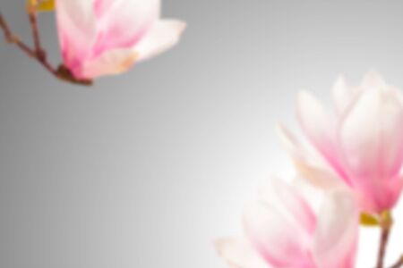Large magnolia flowers in defocus. Vector background for spring romantic designのイラスト素材