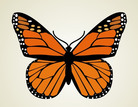 Butterfly. Vector illustration のイラスト素材
