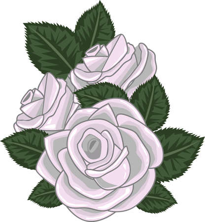 roses vector illustration on whiteのイラスト素材