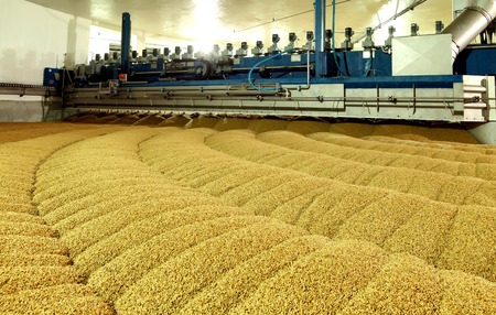Industrial production of malt. A huge vat of malt. Germination of wheat. Drying oats. Barley sprouts.の写真素材