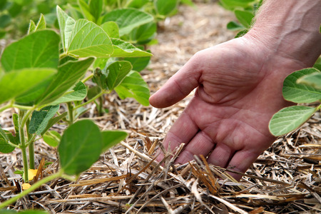 An innovative method of growing grain wheat, soybeans, corn. Hand men on the background field. Humus...