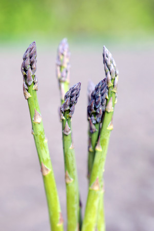 People gather asparagus in the field. Packing of asparagus on an industrial conveyor. A man is holding a green plant.の写真素材
