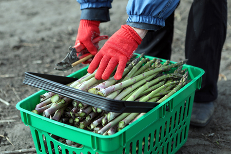 People gather asparagus in the field. Packing of asparagus on an industrial conveyor. A man is holding a green plant.の写真素材