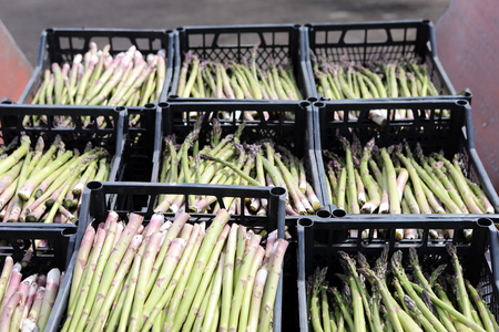 People gather asparagus in the field. Packing of asparagus on an industrial conveyor. A man is holding a green plant.の写真素材