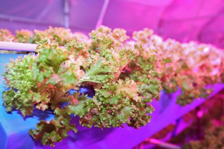 Growing plants aeroponics. Unique production of greenery and plants. Aeroponic system in plant production. An innovative method of growing plants a round year. Greenhouses for growing plants in winter. Drop watering plants. Greenhouses.の写真素材
