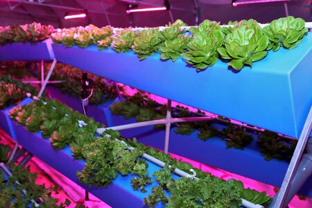 Growing plants aeroponics. Unique production of greenery and plants. Aeroponic system in plant production. An innovative method of growing plants a round year. Greenhouses for growing plants in winter. Drop watering plants.の写真素材