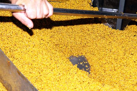 Mustard Powder Factory Making mustard mass from mustard seeds. Innovative equipment for the...
