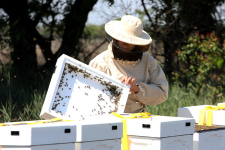 The beekeeper takes the honeycomb out of the evidence. Production of ecological honey. Download...