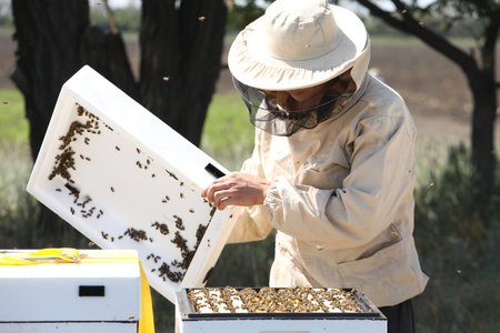 The beekeeper takes the honeycomb out of the evidence. Production of ecological honey. Download...