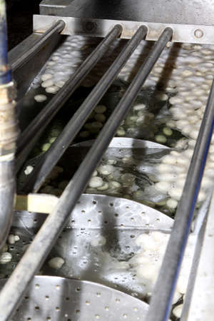 Factory for the production of canned champignons. Washing, conveyor, cleaning and packaging of champignons.の写真素材
