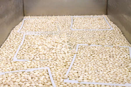 Factory for the production of canned champignons. Washing, conveyor, cleaning and packaging of...