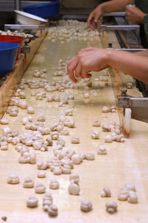Factory for the production of canned champignons. Washing, conveyor, cleaning and packaging of...