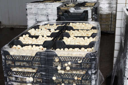 Factory for the production of canned champignons. Washing, conveyor, cleaning and packaging of champignons.の写真素材