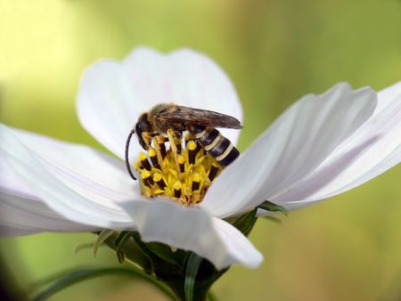 bee