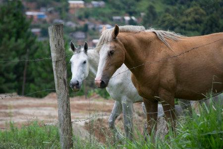 Horses in the meadow in the mountains. Beautiful horses in a rural area of Apiai, Sao Paulo, Brazil, near the Atlantic Forest.の写真素材