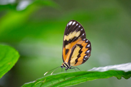 The beautiful butterfly (Mechanitis lysimnia) of the Atlantic Forest in the city of ApiaÃ­, SÃ£o...
