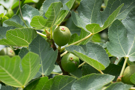 Figueira-fig tree (Ficus) found on the road through the Atlantic Forest in SÃ£o Paulo, Brazil.