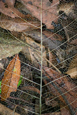 Skeleton of a decomposing leaf in the Atlantic Forest, SÃ£o Paulo, Brazil.の写真素材