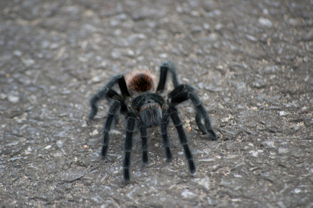 Mexican red rump tarantula found on the road through the Atlantic Forest in SÃ£o Paulo, Brazil.の写真素材