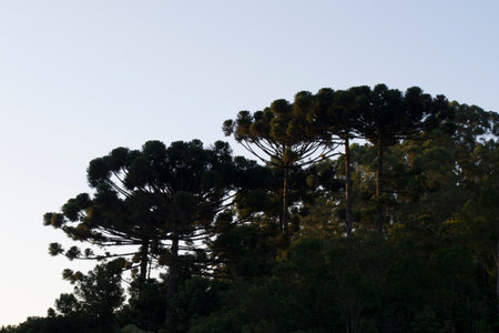 Araucaria (Araucaria angustifolia) highlighted in front, with blue sky background with some clouds, in the city of ApiaÃ­, SÃ£o Paulo.の写真素材
