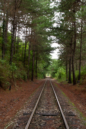 The train line with the dry leaves of the pine on the ground, in the middle of the forestの写真素材
