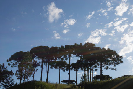 Araucaria (Araucaria angustifolia) highlighted in front, with blue sky background with some clouds, in the city of ApiaÃ­, SÃ£o Paulo.の写真素材