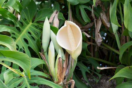 Adam's Rib (Monstera Delicious) flower on a sunny day in the mountains of the Atlantic Forest valley...