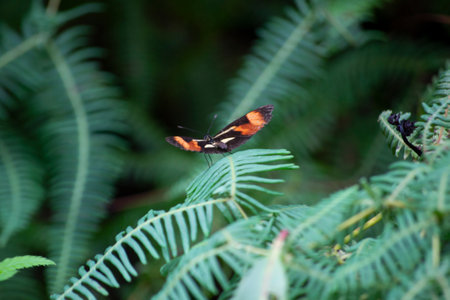Butterfly (Eresia lansdorfi) in the middle of the Atlantic forest the city of ApiaÃ­, state of SÃ£o Paulo, Brazil.の写真素材