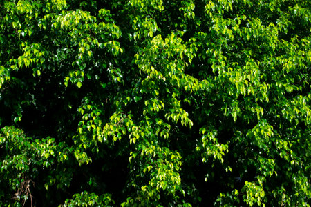 The leaves of the ficus shrub plant, weeping ficus, fig tree or banyan tree (Ficus benjamina).