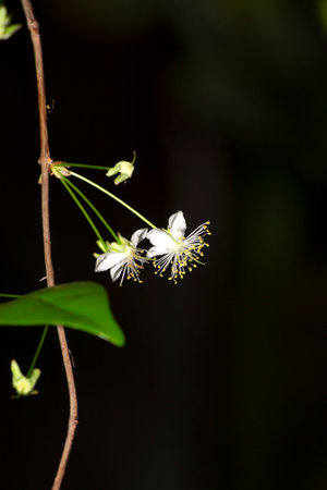 The cloudy days of winter in Rio de Janeiro show the flowers of the cherry tree (Eugenia uniflora)...