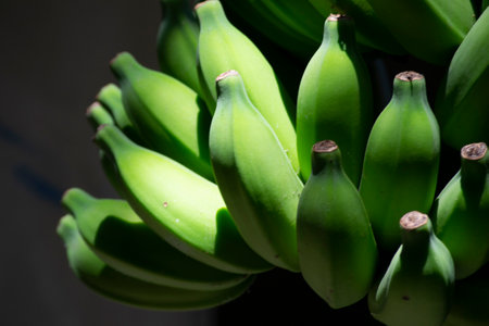 Bunch of banana (Musa paradisiaca L) and its green fruits in formation-growth, the wind blows the leaves and shadows partially cover the bananas on a sunny day with blue skyの写真素材