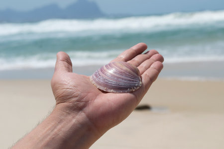 Sea shell in a man's hand on the background of the sea. A person showing a seashell towards the sea on the beach located known as "Praia do Pontal" in the Recreio dos Bandeirantesの写真素材