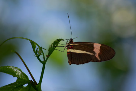 Heliconius erato phyllis is a neotropical butterfly found in the Atlantic tropical forest region of...