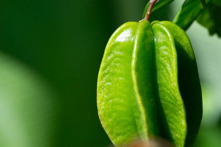Close-up of the young fruit of the carambola or star fruit (Averrhoa carambola) tree, still green, organically cultivated in the city of Rio de Janeiroの写真素材