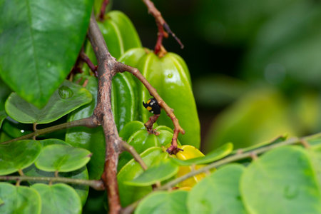 Colorful little horned soldier or Fairmaire (Enchophyllum quinquemaculatum) amidst star fruit...