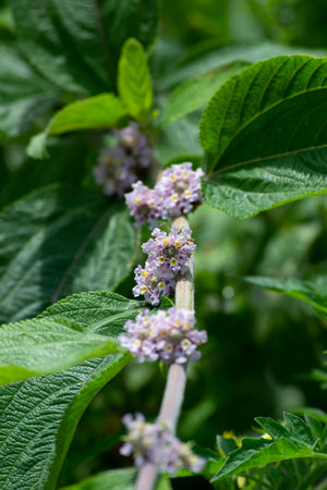 Flowers and leaves of False Lemongrass (Lippia alba) organically grown in the city of Rio de...