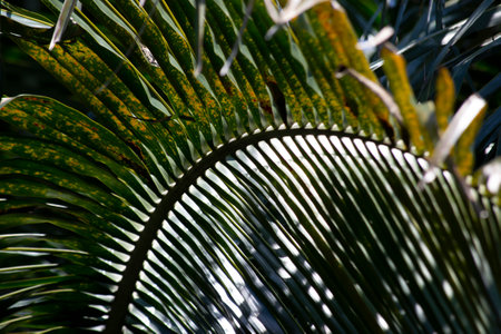 Old leaves of coconut (Cocos nucifera) in the senescence phase grown organically in the city of Rio de Janeiro, Brazil.の写真素材